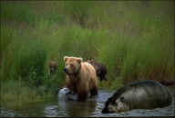 Medveď a hroch
