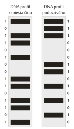 DNA profil - kódovanie
